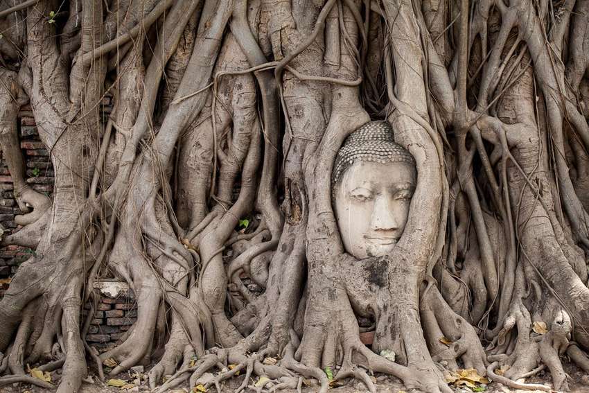Een bijzondere bezienswaardigheid bij de Wat Mahathat tempel<br>