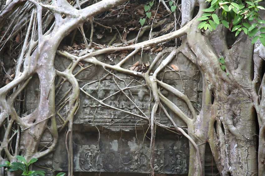 De Ta Phrom tempel is nog deels overwoekerd door de jungle