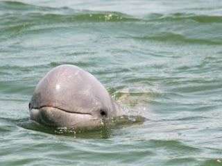 Dolfijnen spotten op de rivier<br>