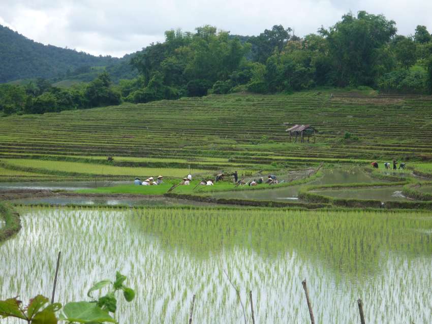 Het prachtig groene platteland van Laos